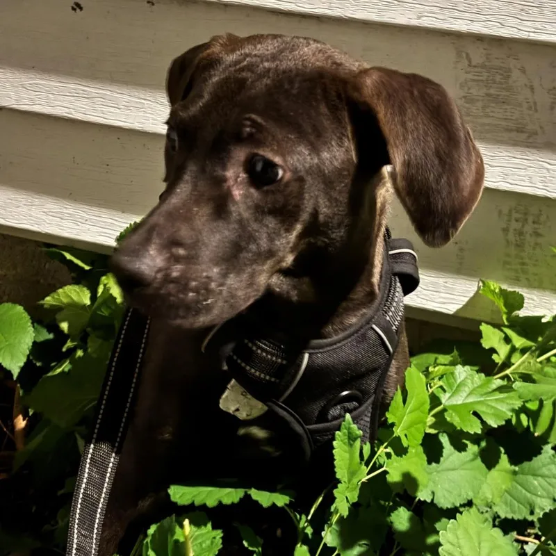 A young medium-sized female Brown / Chocolate Mountain Cur dog named Candace for adoption in Normal, IL