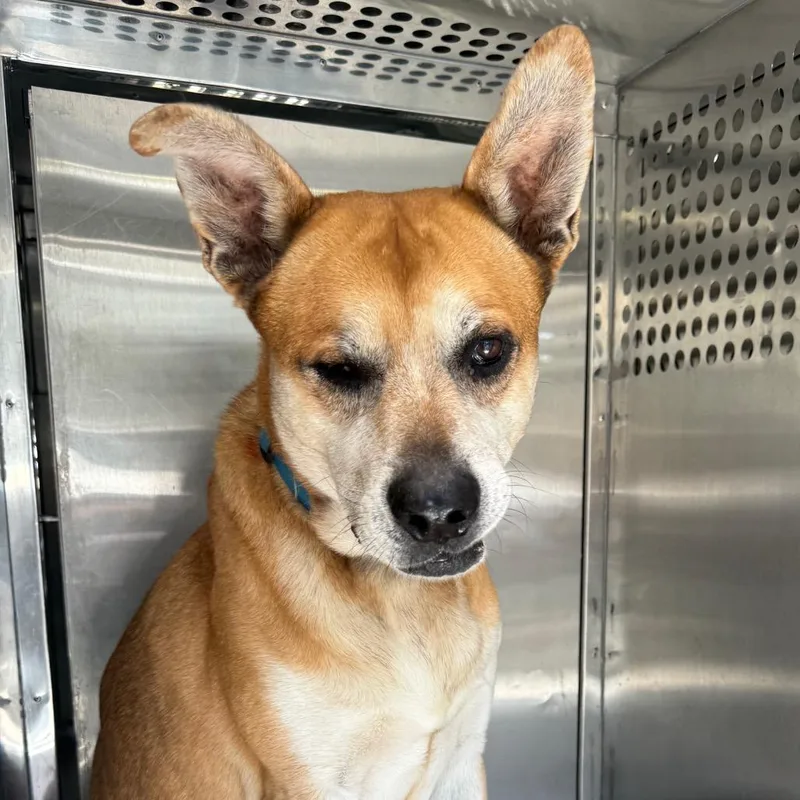 A senior large-sized male Mixed Breed dog named Rhett for adoption in Columbus, GA