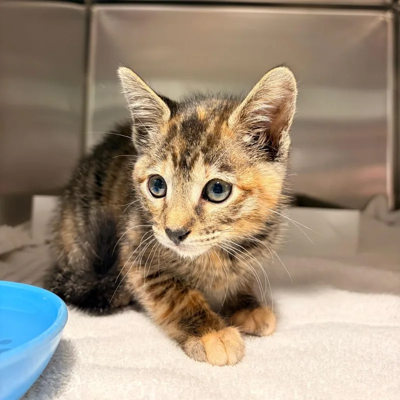 A baby small-sized female Orange / Red Domestic Short Hair cat named Alani for adoption in Tampa, FL