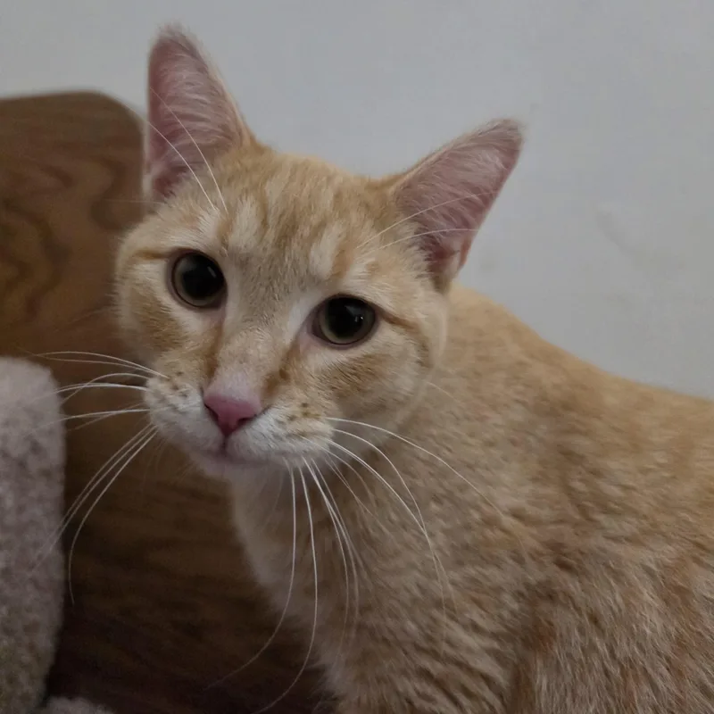A young medium-sized male Domestic Short Hair cat named Meeps for adoption in Saint Paul, MN