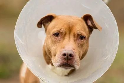 An adult medium-sized female Mixed Breed dog named Layla for adoption in West Chester, PA