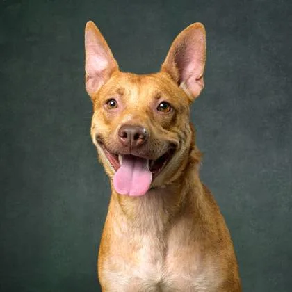 An adult medium-sized female Labrador Retriever dog named Jewels for adoption in Atlanta, GA