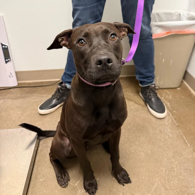 A young medium-sized female Gray / Blue / Silver Pit Bull Terrier dog named Starla for adoption in Tulsa, OK