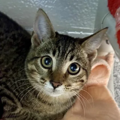 A young medium-sized female Tabby (Buff / Tan / Fawn) Domestic Short Hair cat named Wisteria for adoption in Lansing, MI