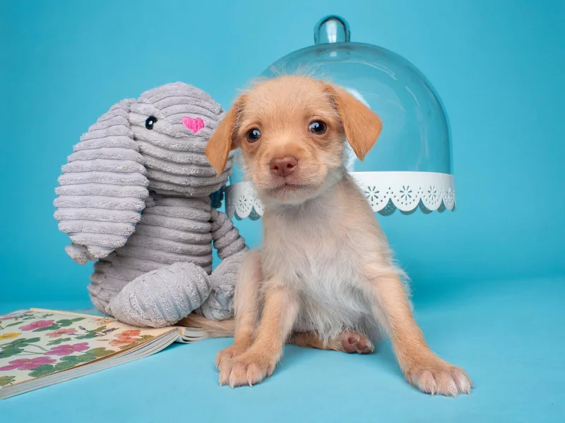 Tea Party: Crumpet thumbnail 2