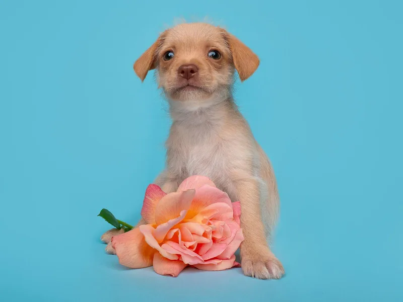 Tea Party: Crumpet thumbnail 3