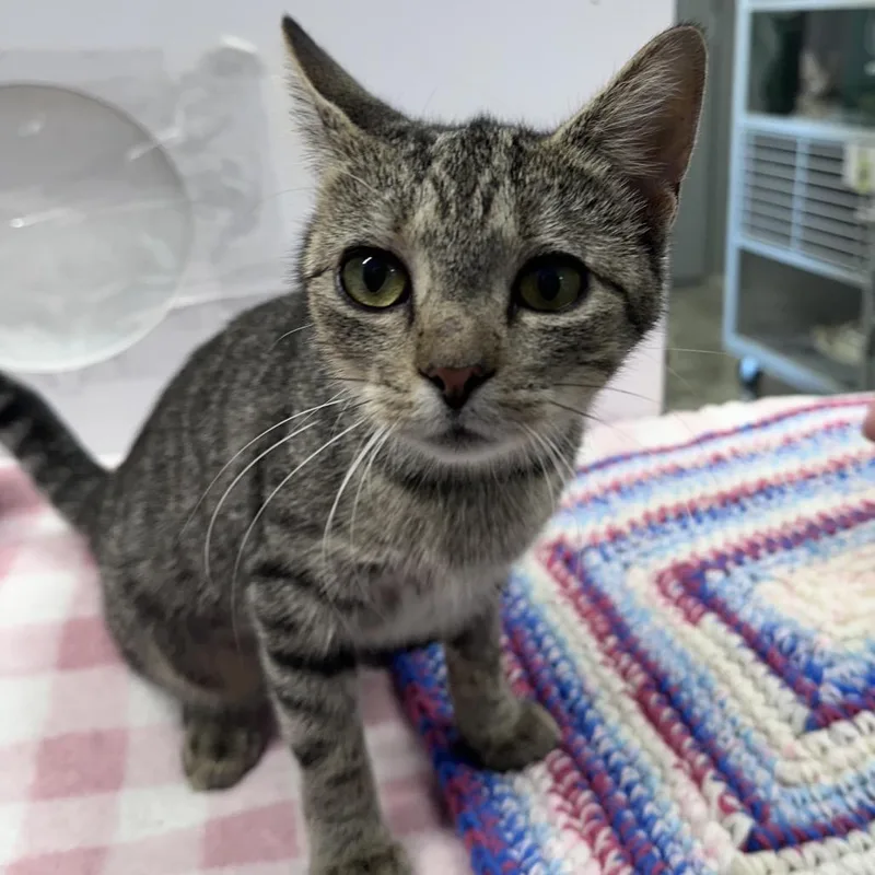 A young small-sized female Brown / Chocolate Domestic Short Hair cat named Mia for adoption in Mount Vernon, IN