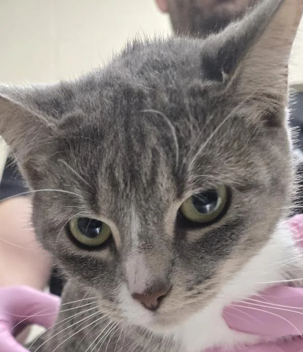 An adult small-sized female Domestic Short Hair cat named Peace for adoption in El Cajon, CA