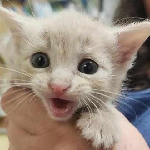 A baby small-sized female Buff / Tan / Fawn Domestic Short Hair cat named Aquarius for adoption in Shinnston, WV