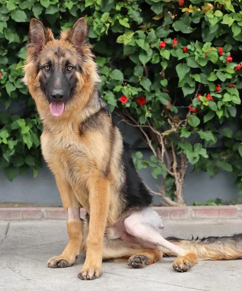 A baby large-sized male Black German Shepherd Dog dog named Beau von Brilon for adoption in Los Angeles, CA