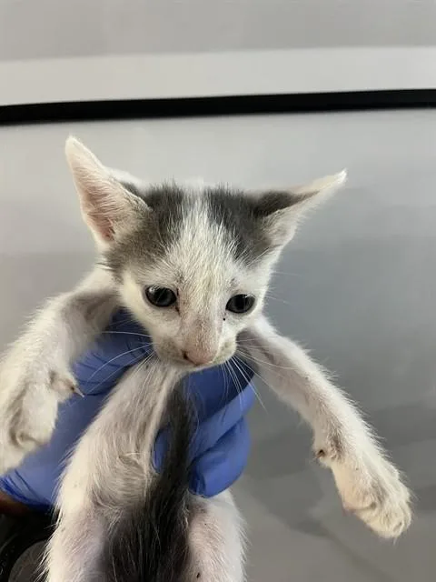 A baby small-sized male Domestic Short Hair cat named Cloud for adoption in Miami, FL