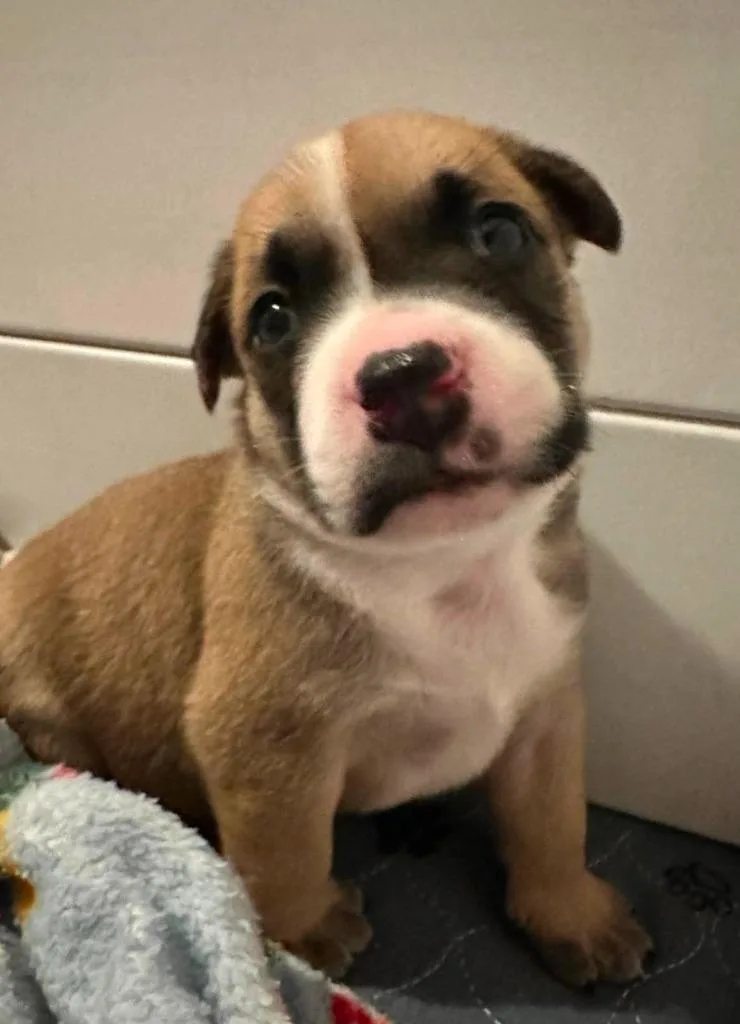 A baby large-sized male Terrier dog named Boaz for adoption in El Dorado, AR