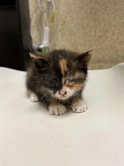 A baby small-sized female Domestic Short Hair cat named Dani for adoption in Riverside, CA