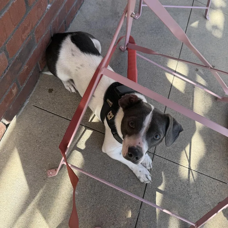 Stewart Little thumbnail 2