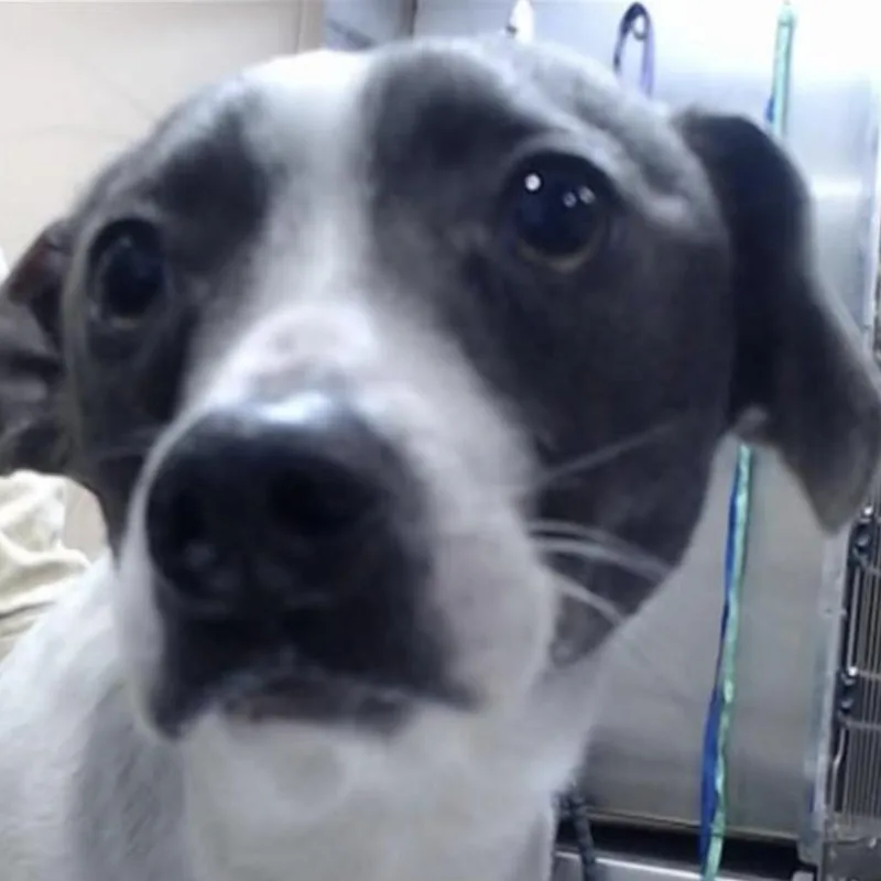 Stewart Little thumbnail 4