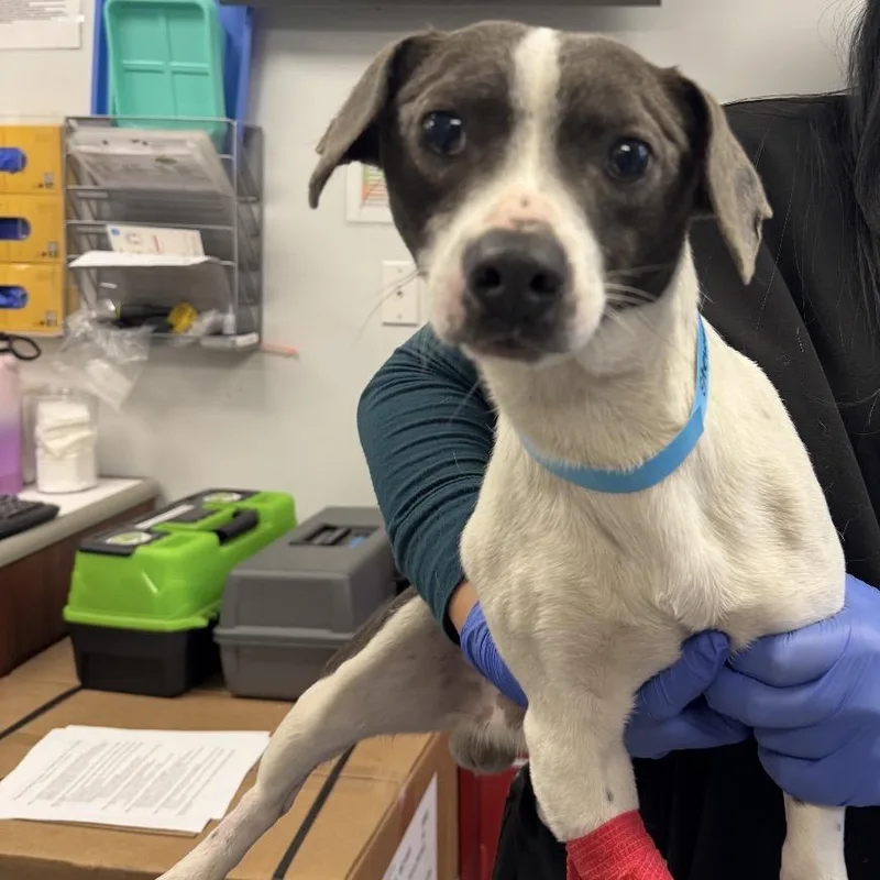 Stewart Little thumbnail 5