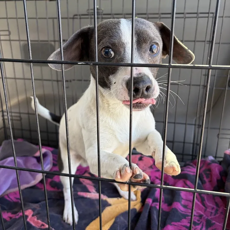 Stewart Little thumbnail 6