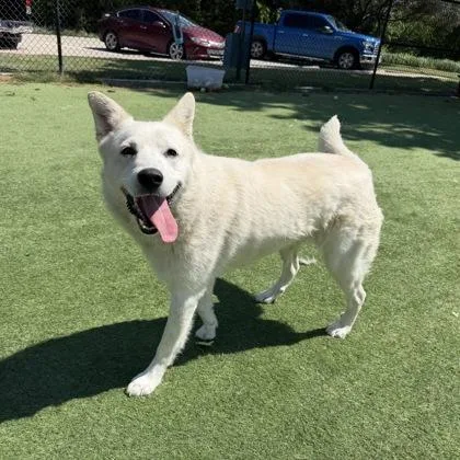 An adult medium-sized female Shepherd dog named River for adoption in Farmers Branch, TX