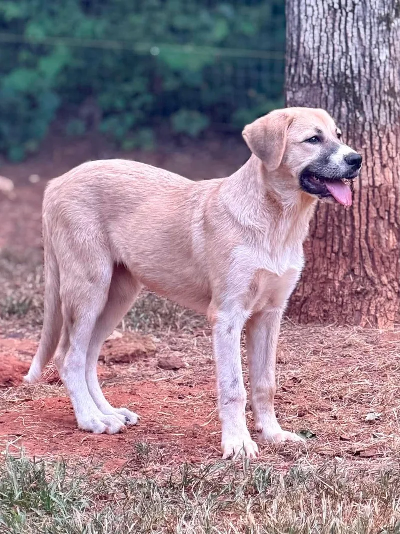 A baby large-sized female Anatolian Shepherd dog named Laurant for adoption in New Baltimore, MI