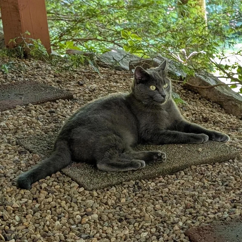 A young extra large-sized female Gray / Blue / Silver Russian Blue cat named Gabby for adoption in Bristol, TN