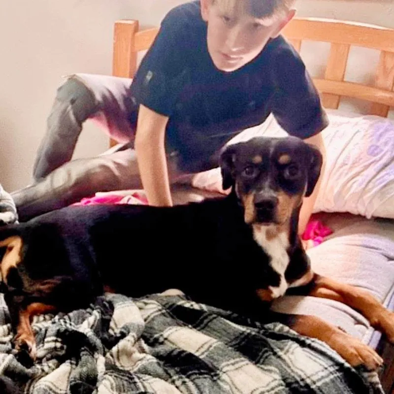 An adult medium-sized female Beagle dog named Dixie for adoption in Palm Bay, FL