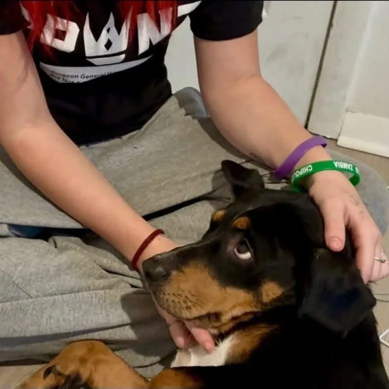 Dixie thumbnail 3