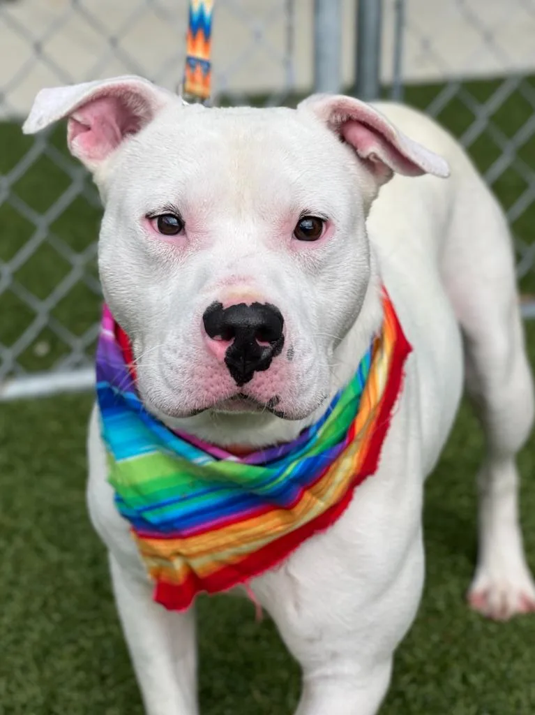 A young medium-sized male Pit Bull Terrier dog named Sal for adoption in Hartsville, SC