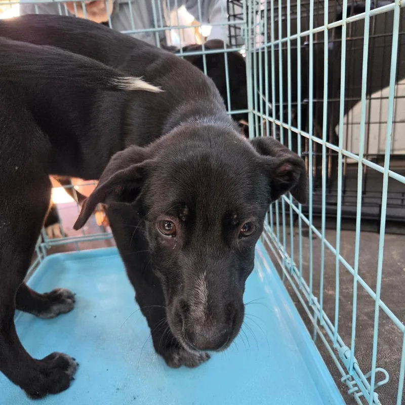 A baby small-sized male Black Mixed Breed dog named Nero for adoption in Leander, TX