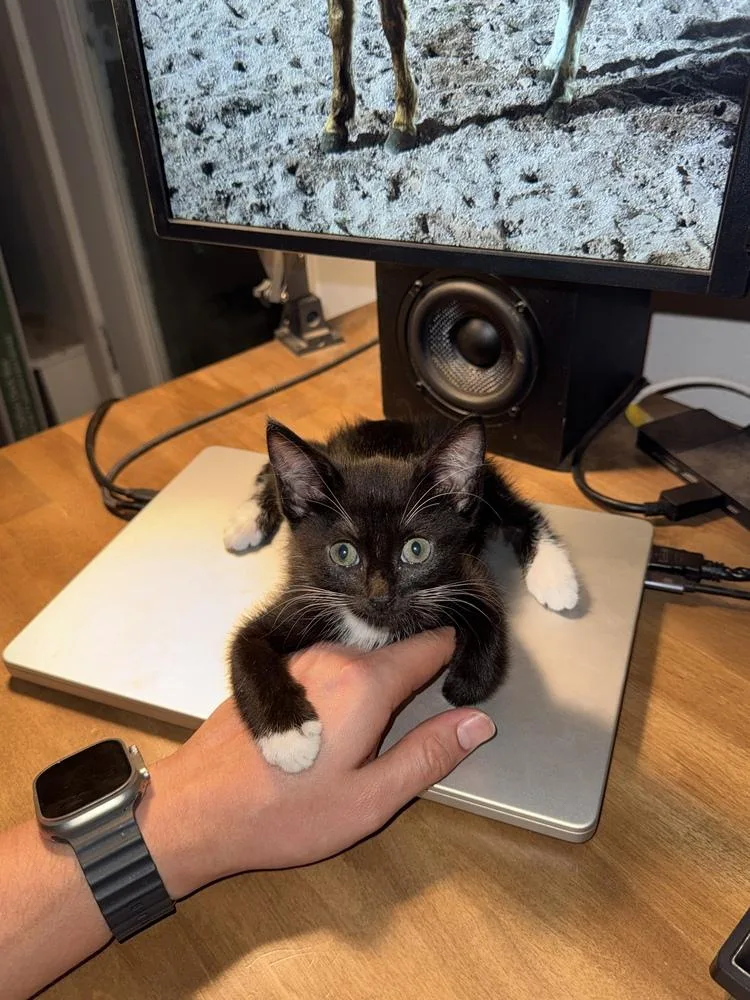 A baby small-sized male Black & White / Tuxedo Domestic Short Hair cat named Mineragua for adoption in Dallas, TX