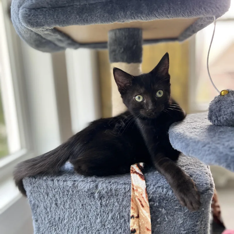 A baby small-sized female Domestic Medium Hair cat named Birdie for adoption in New Bern, NC
