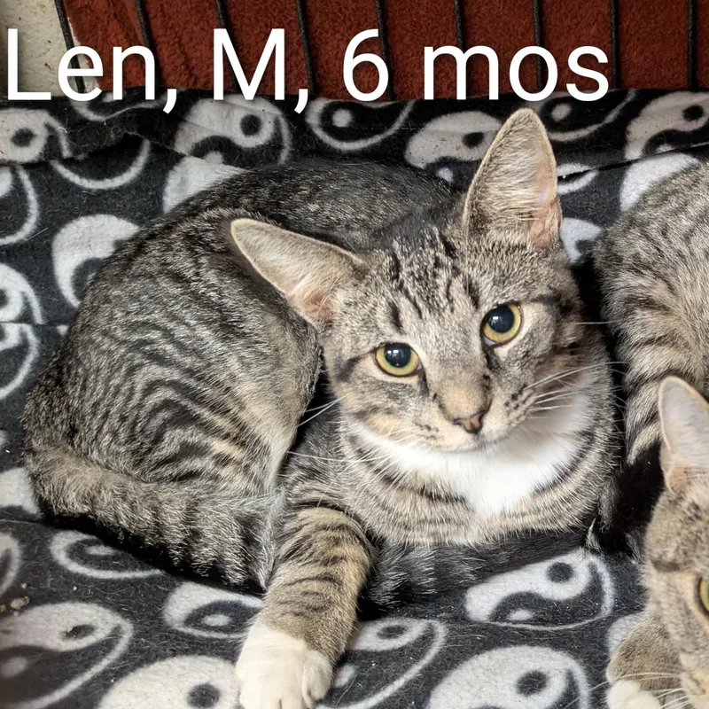 A young small-sized male Tabby (Brown / Chocolate) Domestic Short Hair cat named Len for adoption in Bedford, VA
