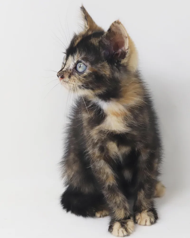A baby small-sized female Tortoiseshell cat named Mishka has blue eyes for adoption in Bedford Hills, NY