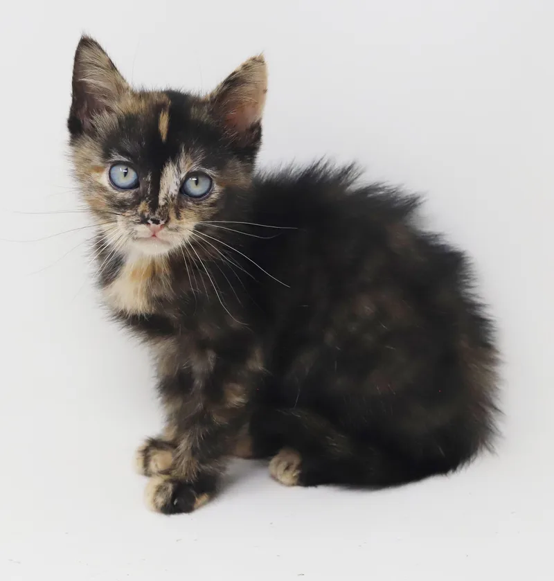 Mishka has blue eyes thumbnail 2