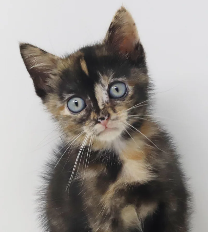 Mishka has blue eyes thumbnail 3