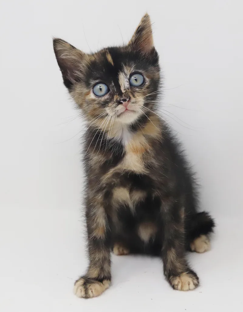 Mishka has blue eyes thumbnail 4