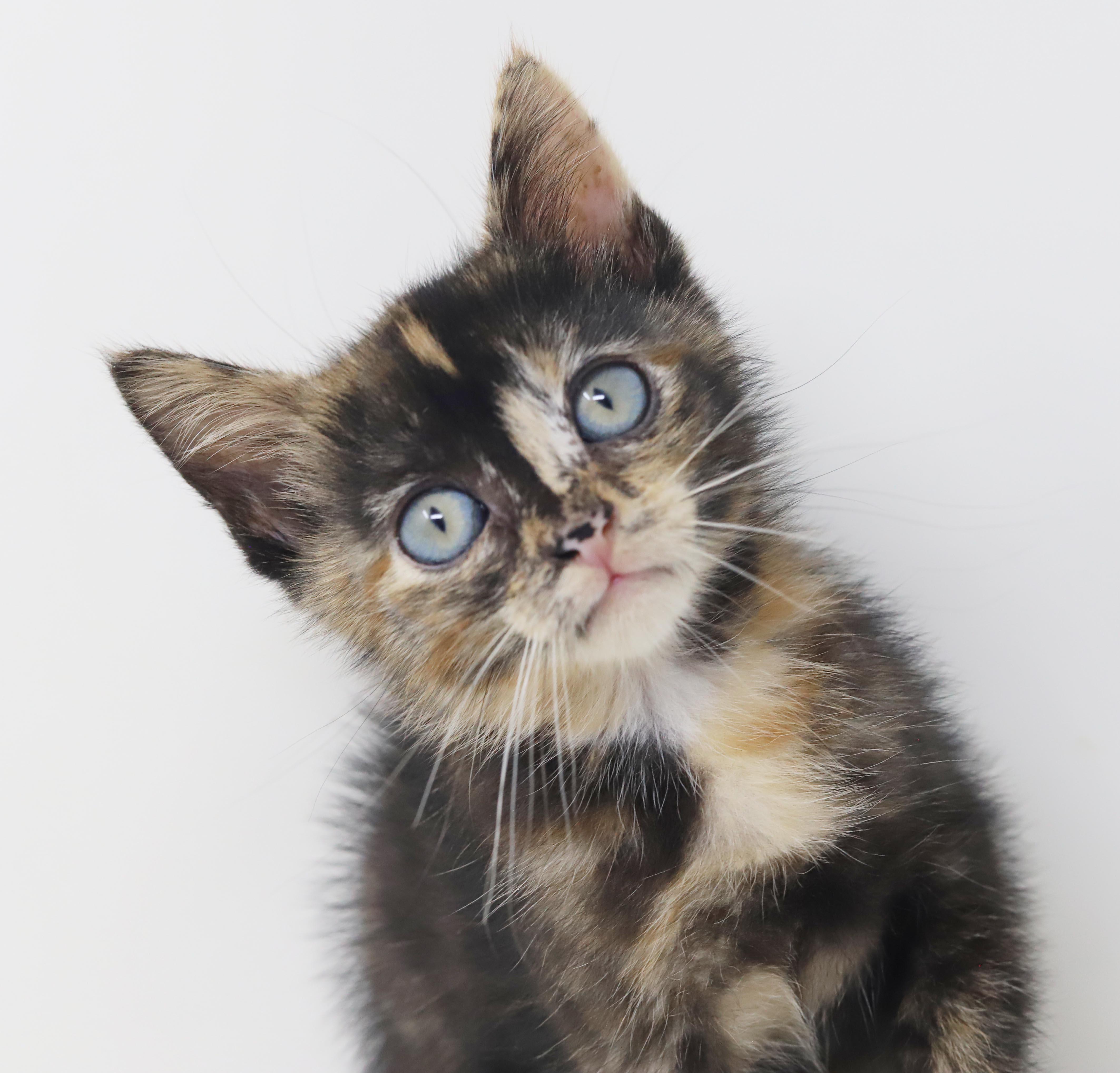 Mishka has blue eyes thumbnail 5