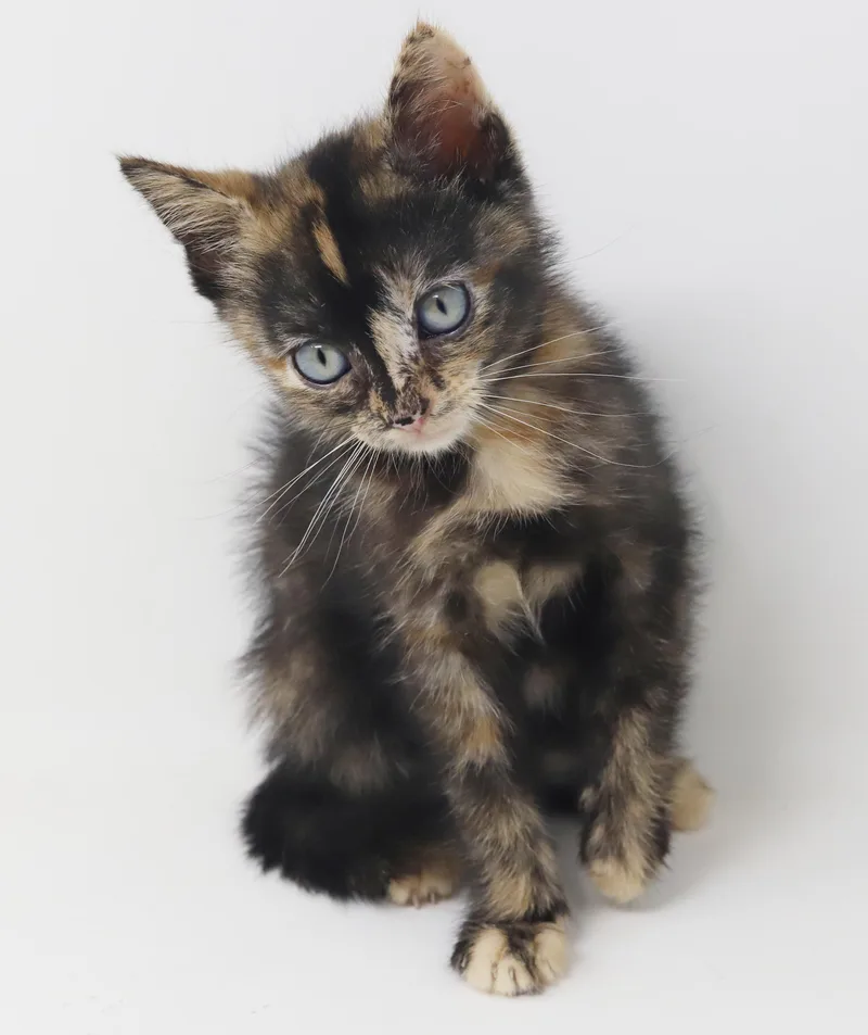 Mishka has blue eyes thumbnail 6