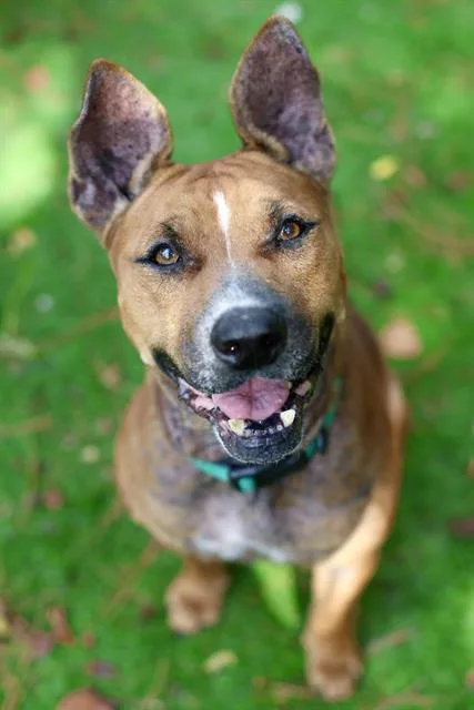 An adult medium-sized female Mixed Breed dog named Yuengling for adoption in Fort Walton Beach, FL