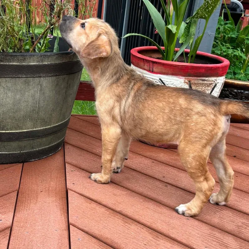 A baby medium-sized male Yellow / Tan / Blond / Fawn Shar-Pei dog named Hank Rw for adoption in Austin, TX