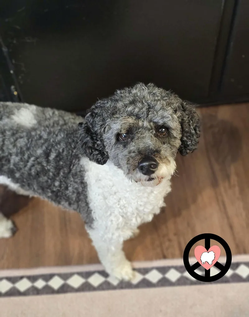 Oreo Kisses thumbnail 2