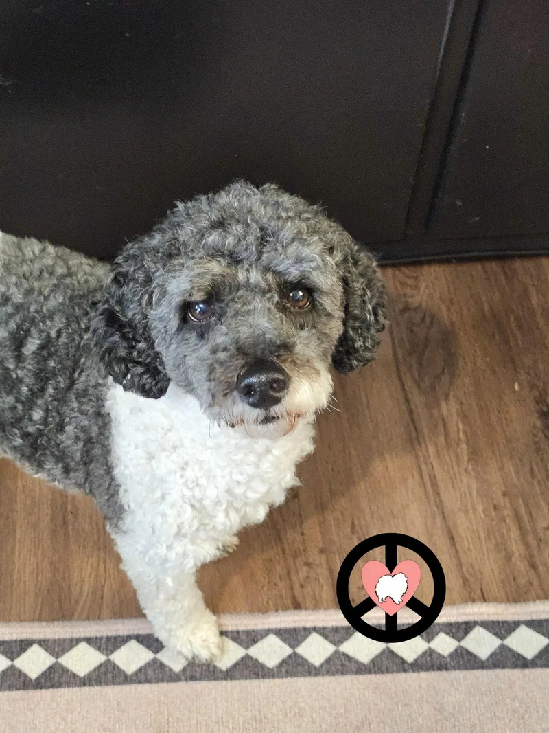 Oreo Kisses thumbnail 3