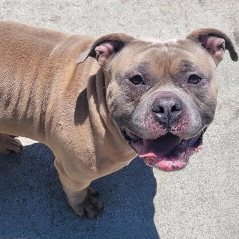 A young medium-sized male Apricot / Beige American Bully dog named Humphrey  Roly Poly for adoption in Meriden, CT