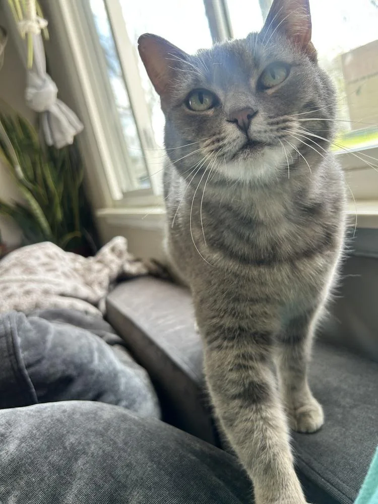 An adult large-sized female Gray / Blue / Silver Domestic Short Hair cat named Duckie for adoption in Lansing, MI