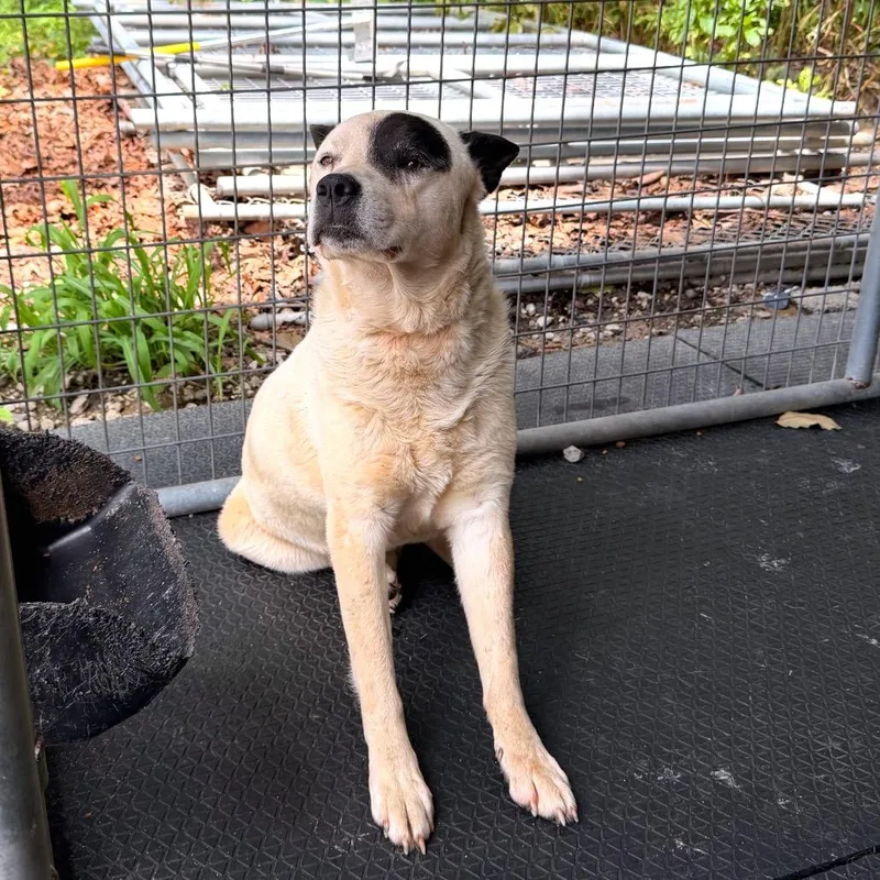 A young medium-sized male White / Cream Mixed Breed dog named Chief for adoption in Evensville, TN