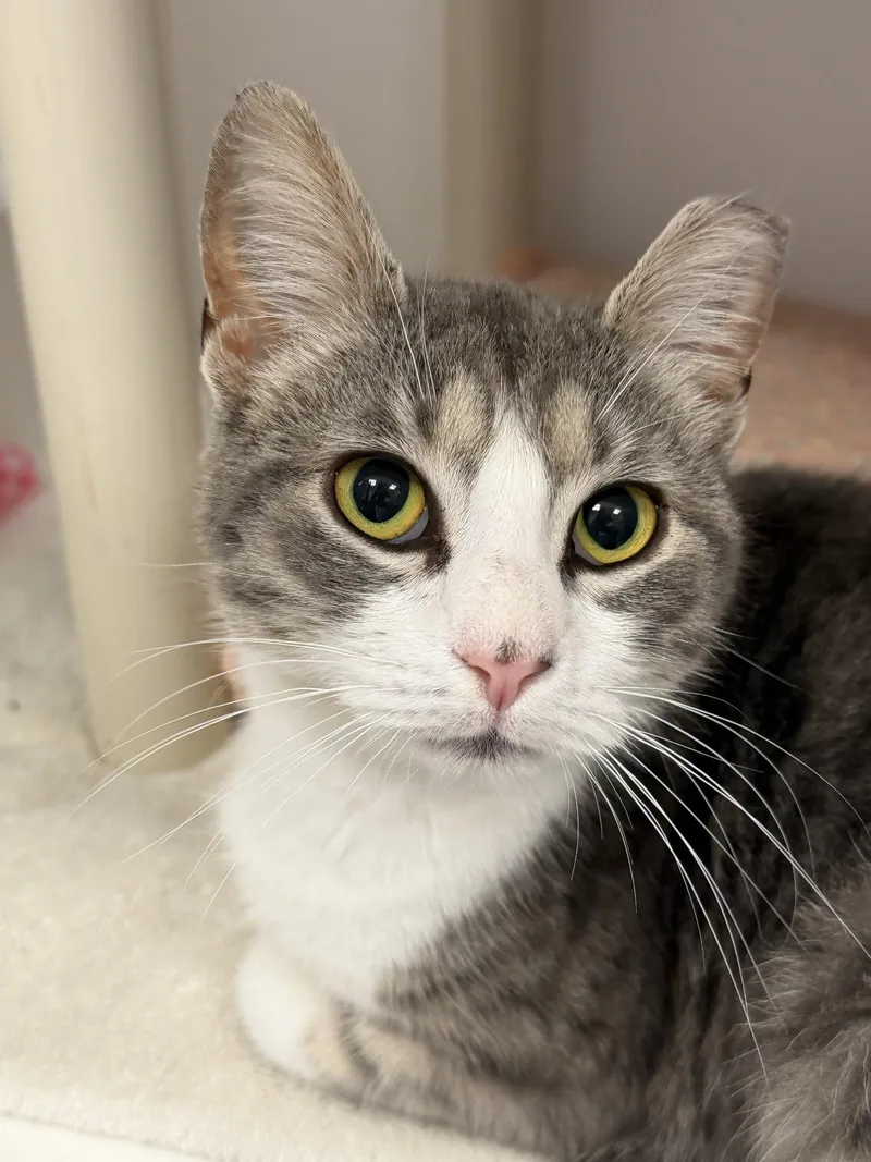 A young medium-sized female Tabby (Gray / Blue / Silver) Domestic Short Hair cat named Loci for adoption in Cooperstown, NY