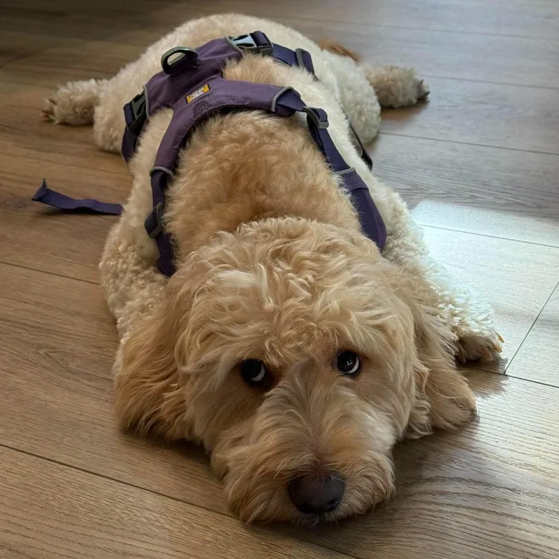 An adult medium-sized female Golden Retriever dog named Honey for adoption in Bend, OR