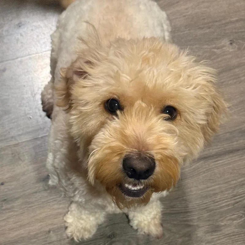 Honey thumbnail 2