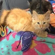 A baby small-sized male Orange / Red Domestic Long Hair cat named Chucky Finster for adoption in Belleville, IL