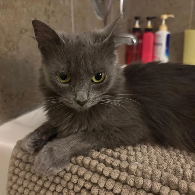 An adult small-sized female Gray / Blue / Silver Domestic Short Hair cat named Frozen Custard for adoption in Evanston, IL