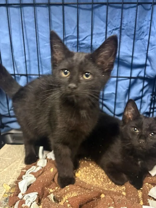 A young small-sized male Black Domestic Short Hair cat named Benedict for adoption in Cincinnati, OH
